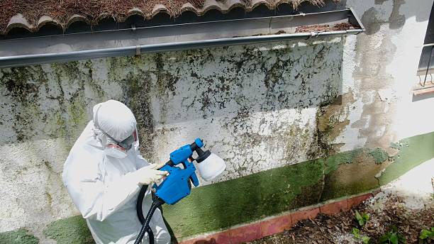 Trusted Crawl Space Mold Removal service in Allport, PA - Cheap Mold Removal